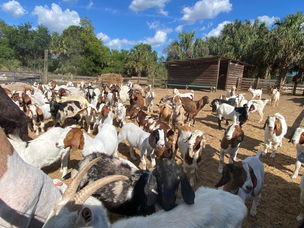 Goats